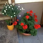 Apartment Schwed Wagrain