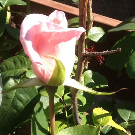 Gaestehaus Schwed 아파트 *